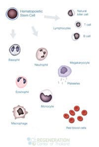 alternative-cancer-cell-therapy-thailand-prices-before-after