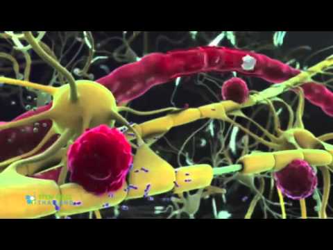 cord blood derived stem cells msc allogenic cord blood transplants
