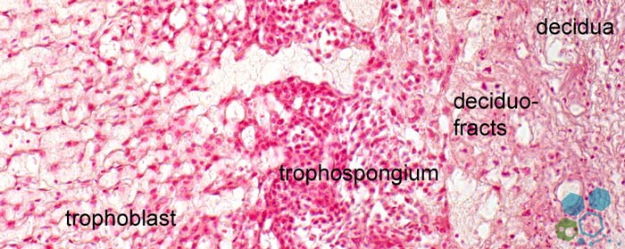 placenta stemcells