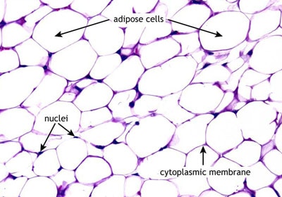 adipose-fat-tissue-microscope