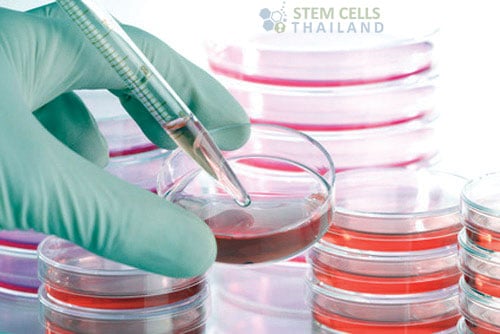cell culture growth medium cell culture medium