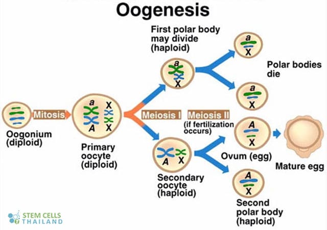 oogenesis-polar-body-formation