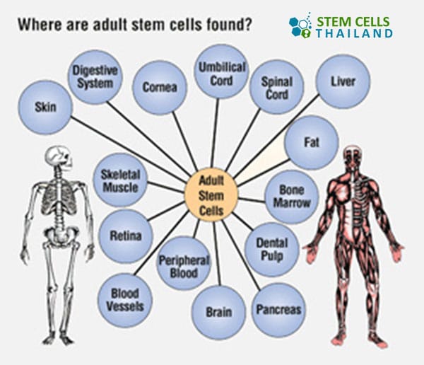 somatic-stem-cells-adult