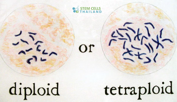 tetraploid-complementation-assay