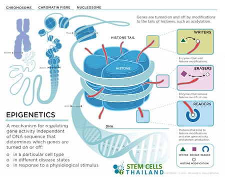 epigenetics-gene-expressions