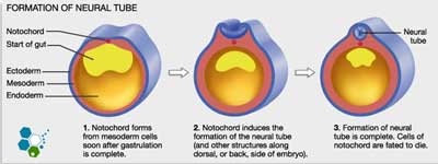 Ectoderm-diagram-explanation