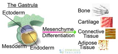 Ectoderm-mesoderm-endoderm