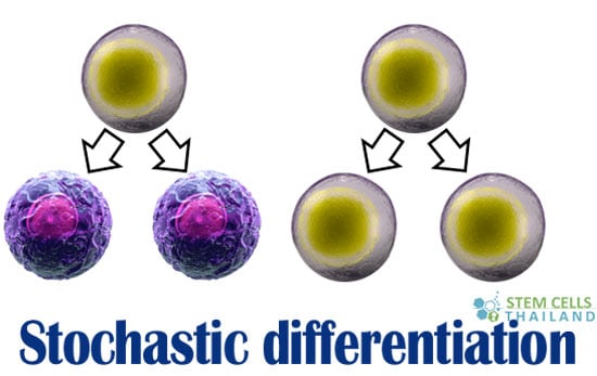 Stochastic differentiation