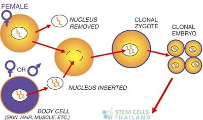 Somatic-Cell-Nuclear-Transfer-SCNT
