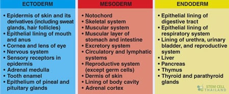 germ-layers-endoderm-ectoderm-desoderm