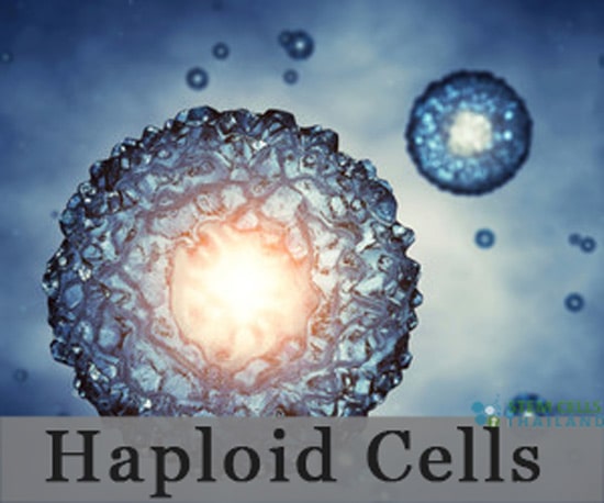 haploid cells