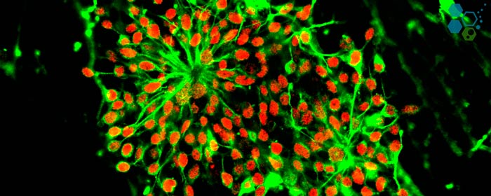 Induced Pluripotent Stem Cells