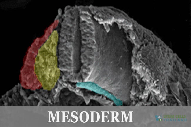 mesoderm germ layer