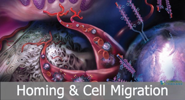 migrating cells homing