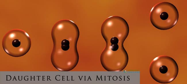 cell dividing daughter cell
