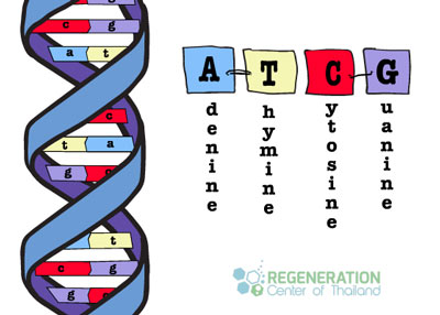 atcg-dna-replication