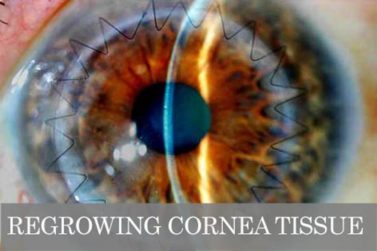 cornea regeneration stem cell optical