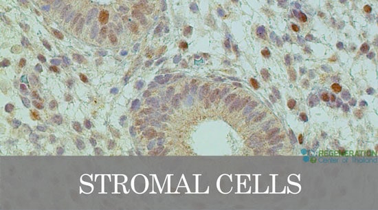 stromal cells
