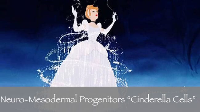 Neuro Mesodermal progenitors Cells cinderella NMP