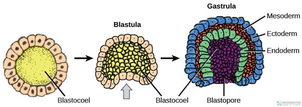 3-germ-layers-Gastrulation