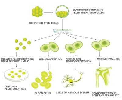Stem-Cell-Overview-lineage