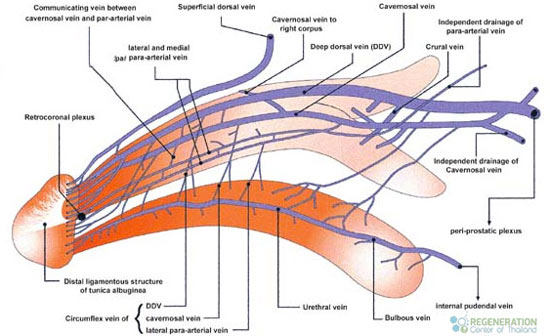 Treat-Erectile-Dysfunction-thailand