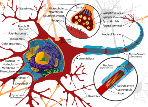 stem-cells-for-Motor-Neuron-disease