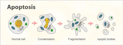 Apoptosis-vs-necrosis