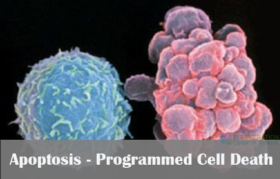 apoptosis programmed cell death