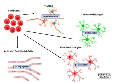 stem-cell-differentiation