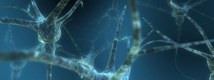neurogenesis