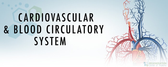 Cardiovascular and Blood Circulatory System