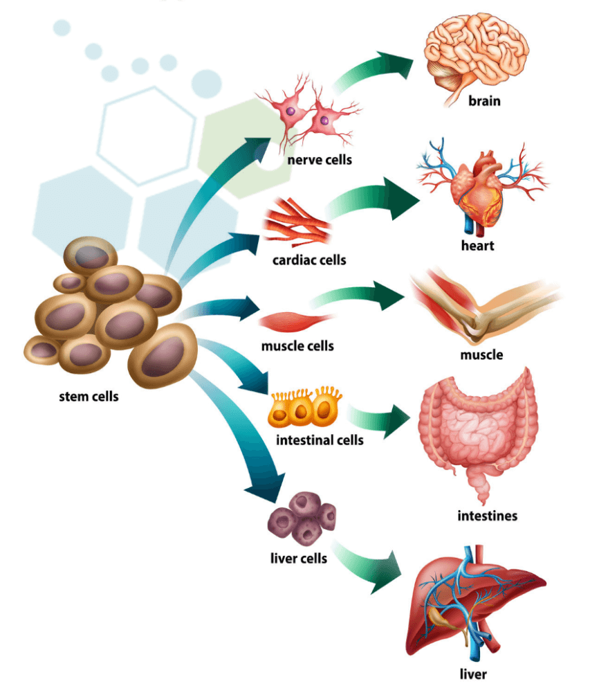 basics_of_stem_cells