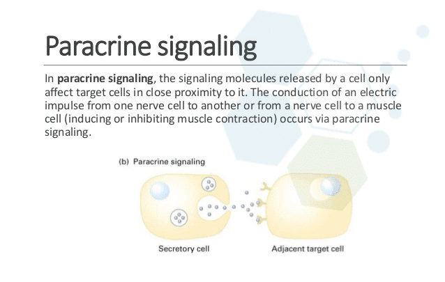 paracrine signaling