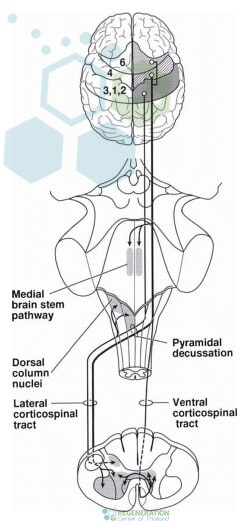 diagnosis-of-mnd