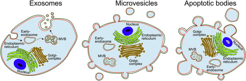exosomes therapy