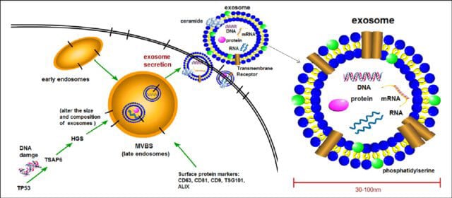 exosomes