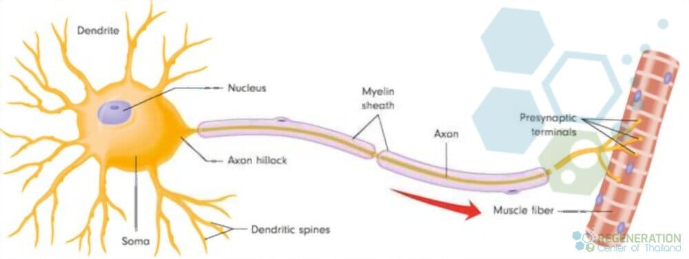dendrite-neuron-cells