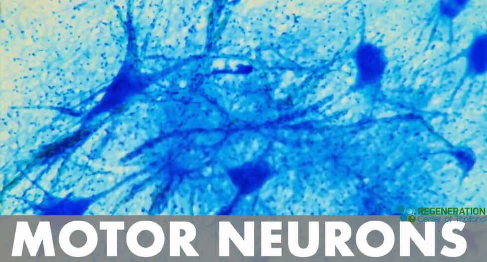 aboutmotor neurons